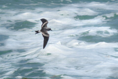 Hydrobates leucorhous