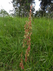 Rumex acetosa