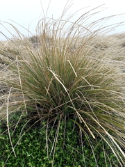 Chionochloa macra