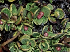 Gaultheria nubicola