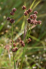 Juncus pallescens