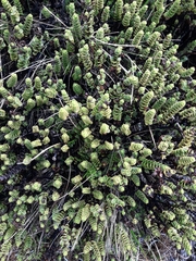 Veronica buchananii