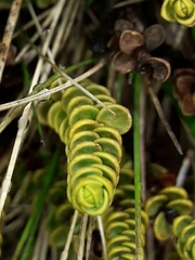 Veronica buchananii