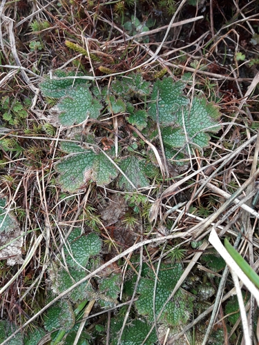 Image of Geum uniflorum by (c) naturewatchwidow, some rights reserved (CC BY)