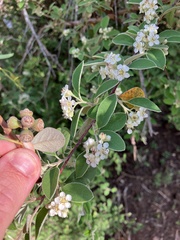 Cotoneaster pannosus