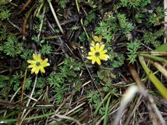 Ranunculus gracilipes