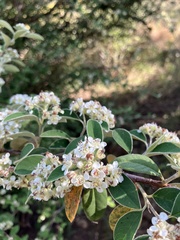 Cotoneaster pannosus