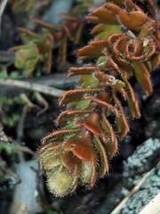 Veronica trifida