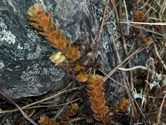 Veronica trifida