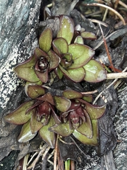 Gentianella bellidifolia