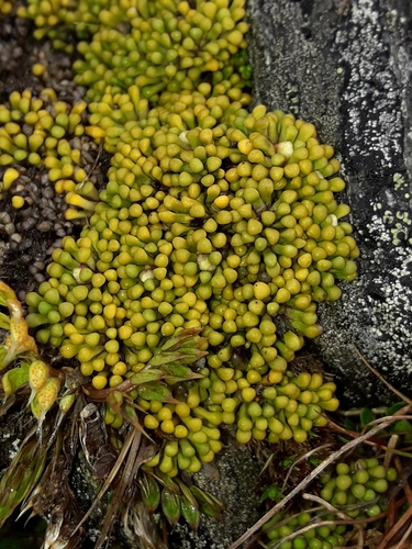 Phyllachne rubra (Phyllachne rubra)