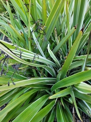Asparagales