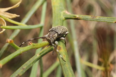Ancita antennata