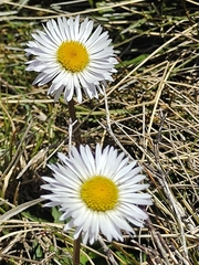 Brachyscome decipiens