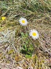 Brachyscome decipiens