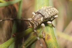 Ancita antennata