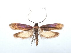 Roeslerstammia erxlebella