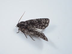 Acronicta carbonaria