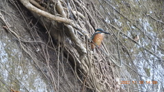 Alcedo atthis bengalensis