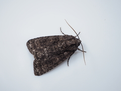 Acronicta carbonaria