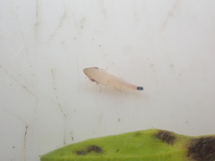 Euacanthella palustris