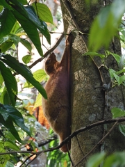 Galeopterus variegatus