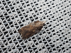 Acleris cristana