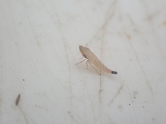 Euacanthella palustris
