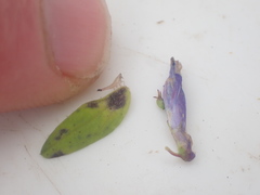 Euacanthella palustris
