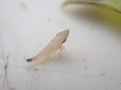 Euacanthella palustris