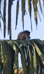 Dendrocitta vagabunda