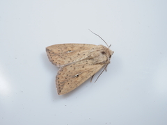 Mythimna flavostigma