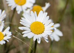 Leucanthemum vulgare