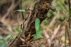 Smilax glabra