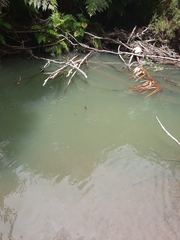 Potamogeton cheesemanii