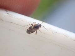 Ausejanus albisignatus