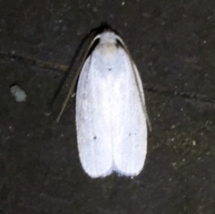 Antaeotricha albulella