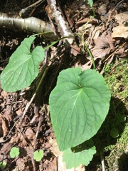 Viola canadensis
