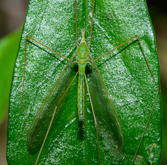 Chlorotipula