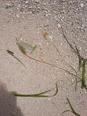 Potamogeton cheesemanii