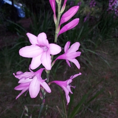 Watsonia meriana