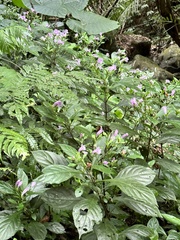 Strobilanthes cusia