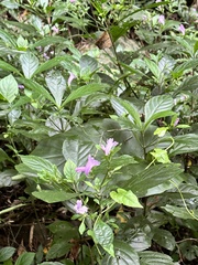 Strobilanthes cusia