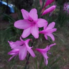 Watsonia meriana