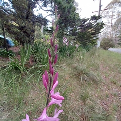 Watsonia meriana
