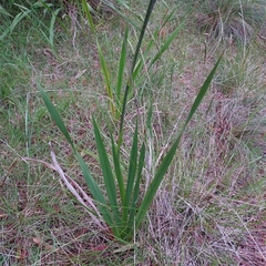 Watsonia meriana