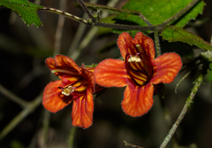 Rhabdothamnus solandri