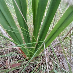 Watsonia meriana
