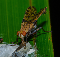 Sciomyzidae