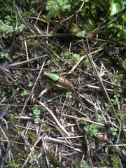 Eupholidoptera chabrieri